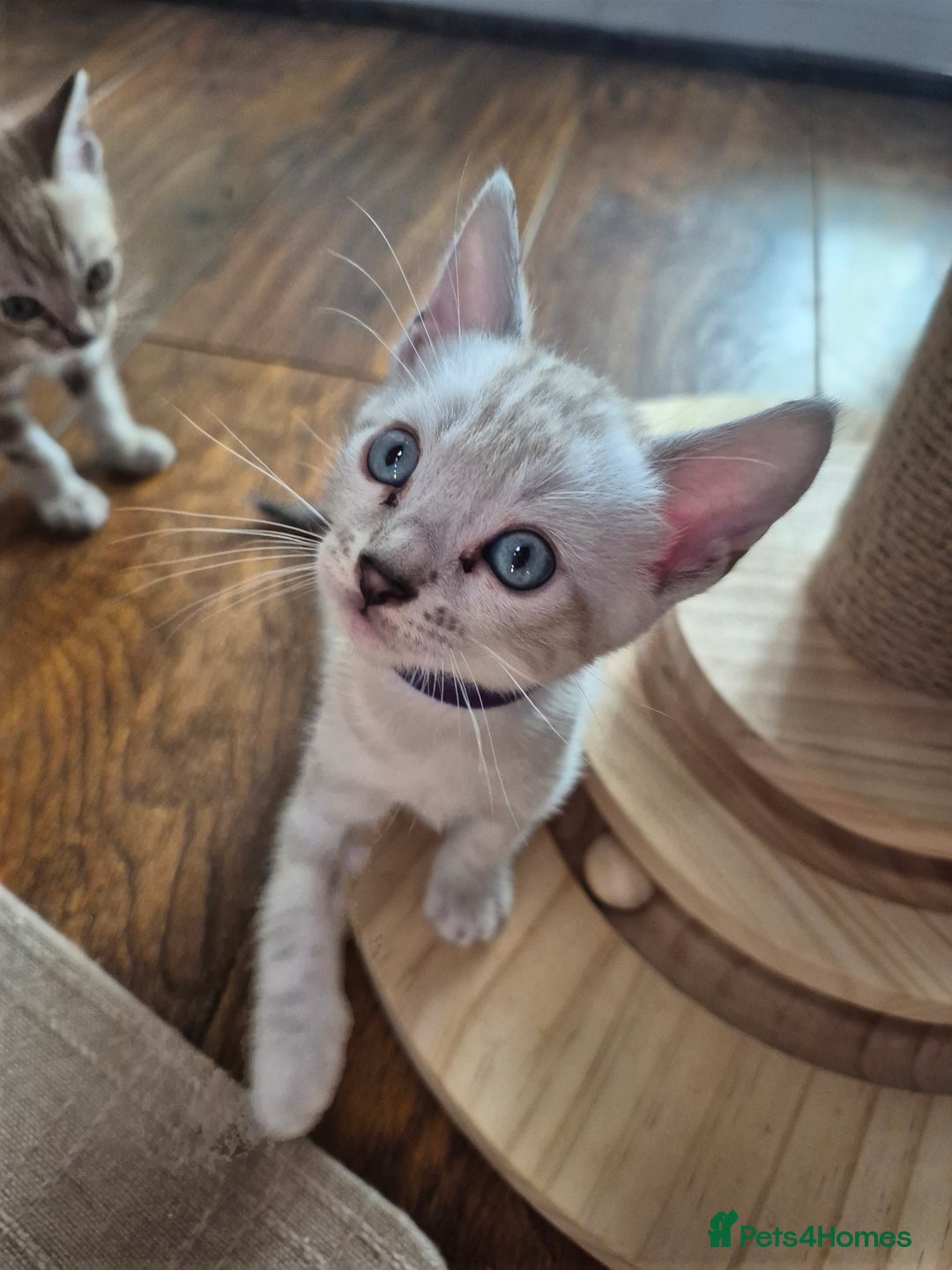 Bengal cats for sale: TICA large/clouded rosettes snow bengal kittens  - Image 2