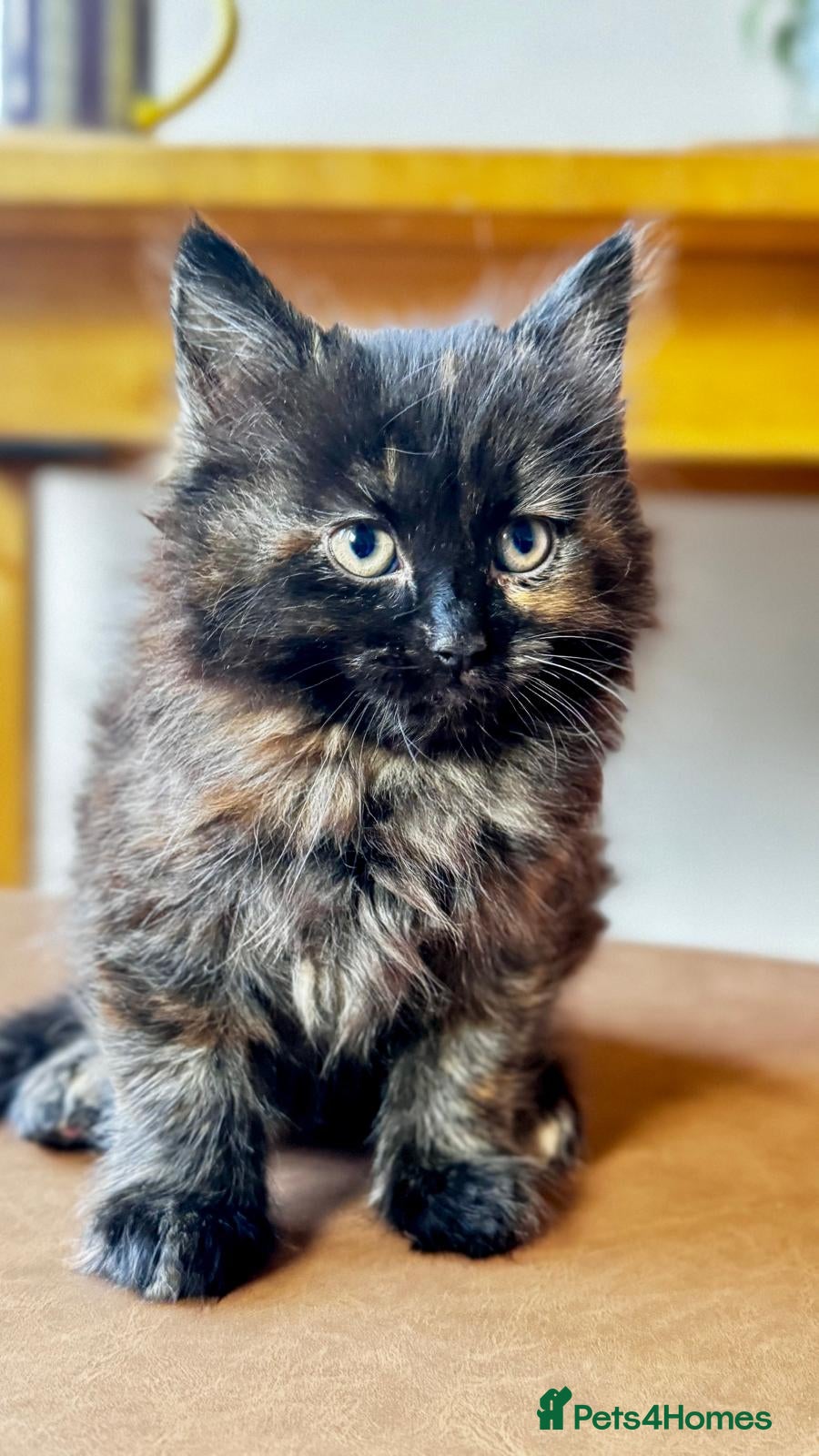 Mixed Breed cats Kitten - Advert 4