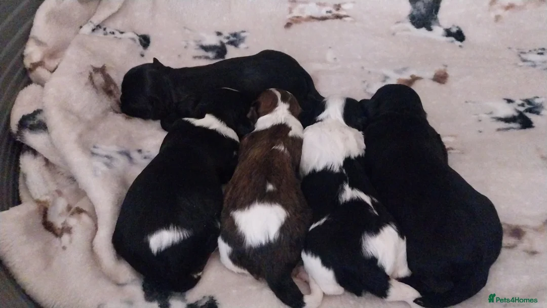 Mixed Breed dogs for sale: Lhasalier  - Advert 6