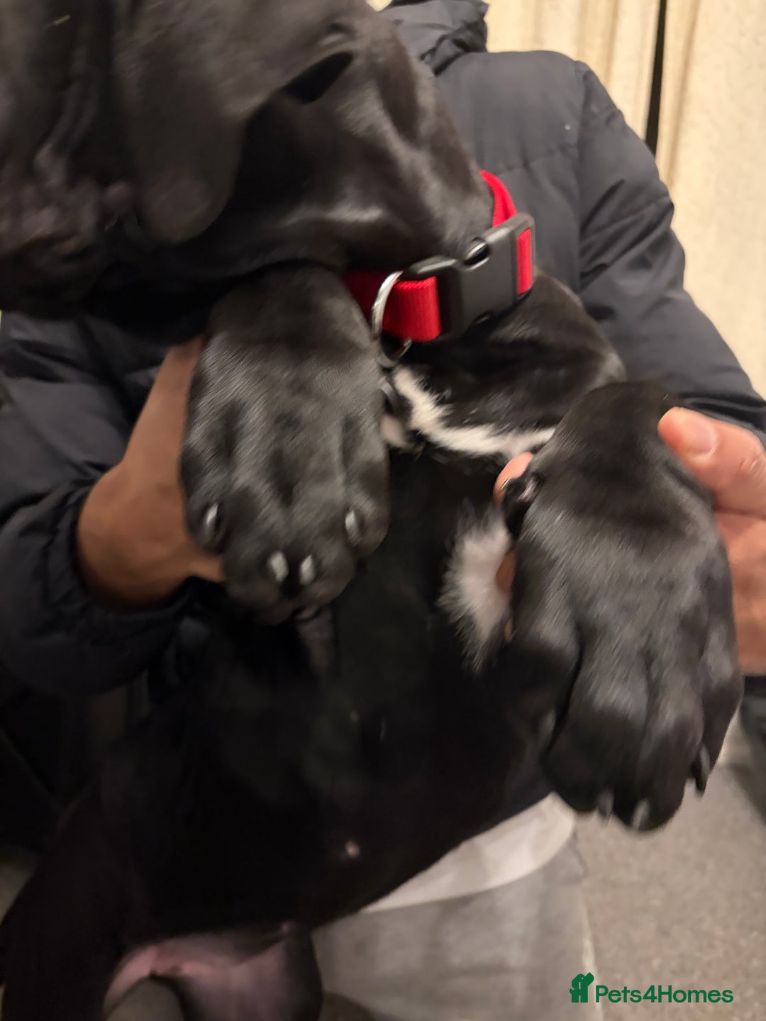 Cane Corso dogs for sale: Best Champion bloodline Puppy - Advert 5