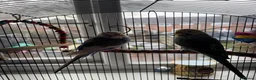 Budgerigars birds for sale: two budgies looking for new homes  - Advert 2