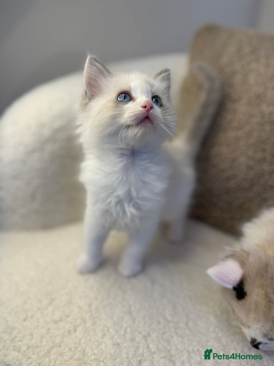 Ragdoll cats for sale: 🎀 Ragdoll kittens 🎀 2 left - Image 15