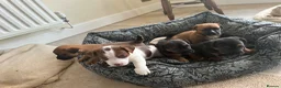 Jack Russell dogs for sale: Pure jack russell pup  in Stockton-on-Tees - Advert 3