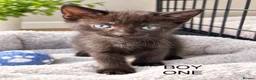 Mixed Breed cats for sale: Kittens 1/2 Maine coon. 8wks & ready to leave.  - Advert 6