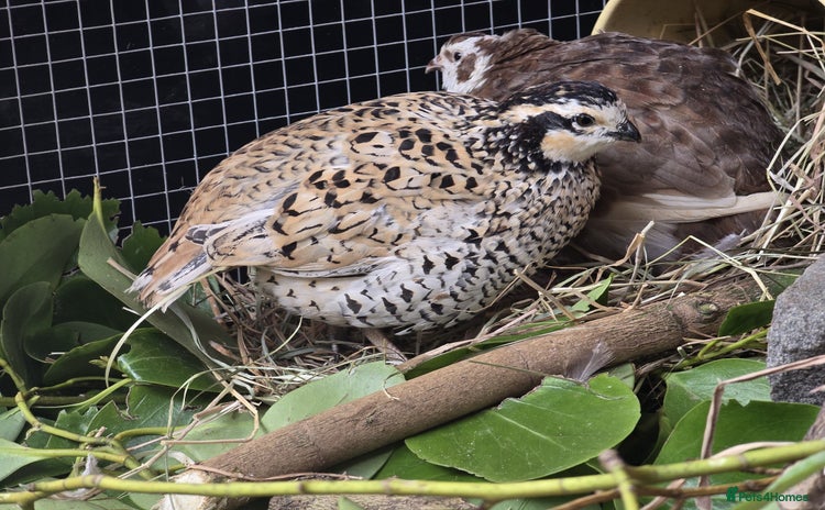 Quail poultry - Advert 1