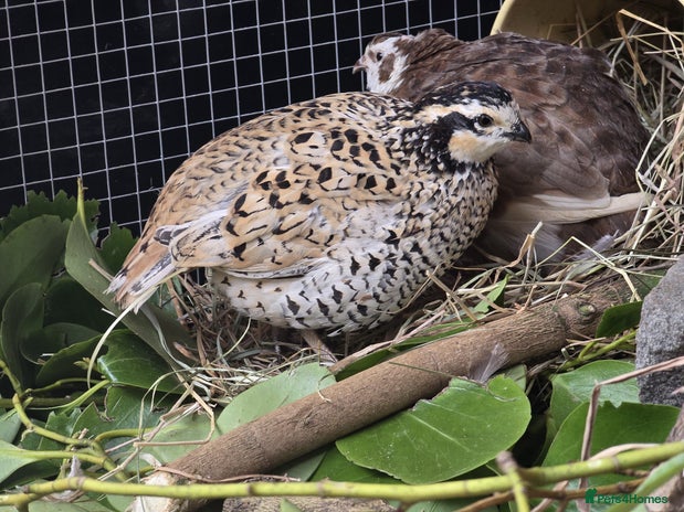 Quail poultry - Advert 2