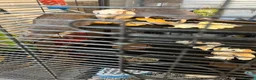 Rat rodents for sale: Paw hut cage + 4 female rats for sale - Advert 6
