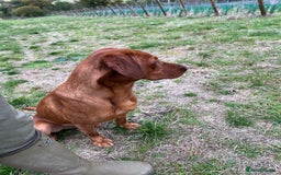 Labrador Retriever dogs for stud: Royal Red gun dog for stud - Image 5