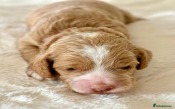Cockapoo dogs for sale: F1b Miniature Cockapoo Pups Fully Health Tested - Advert 5