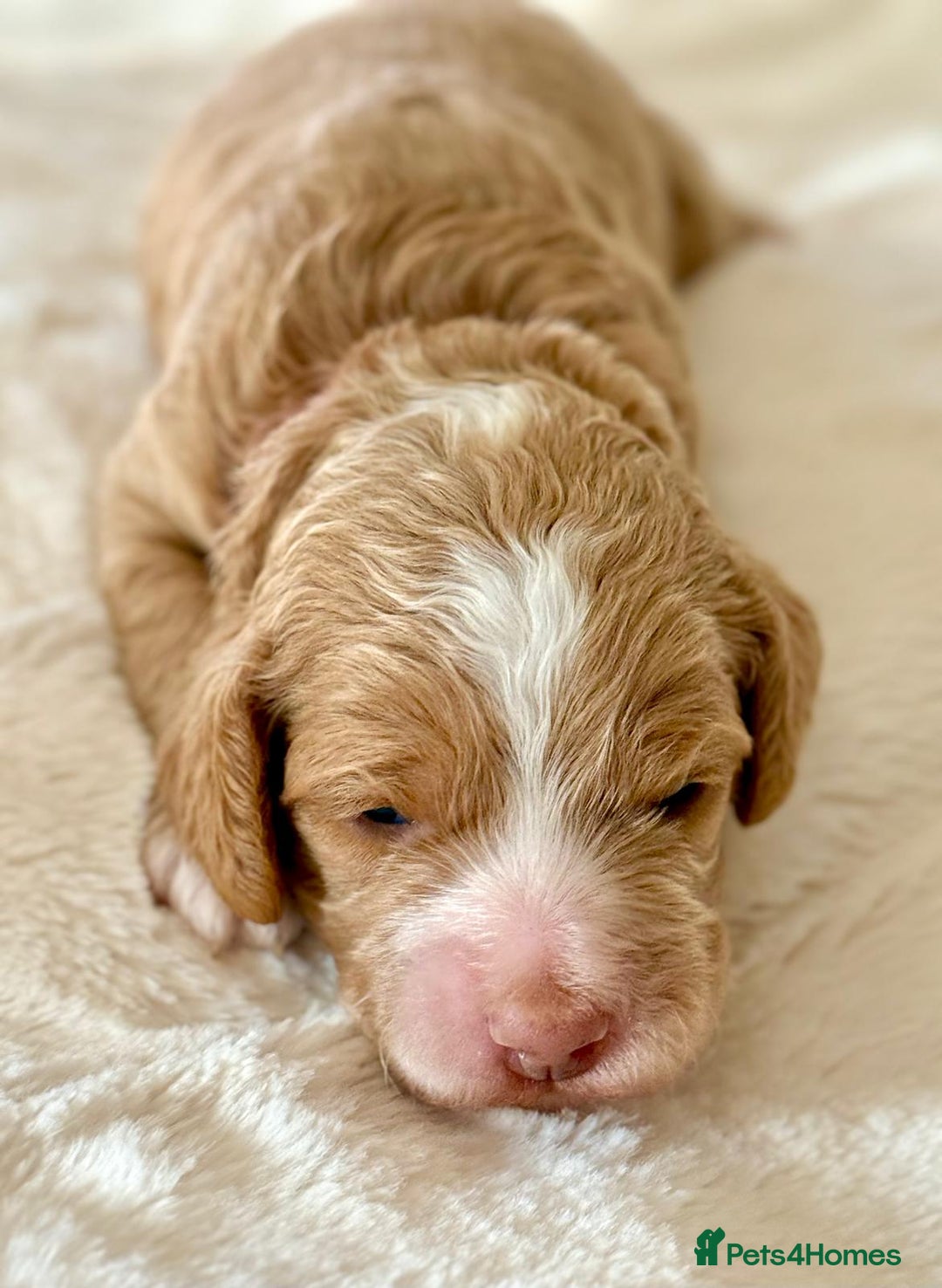 Cockapoo dogs for sale: F1b Miniature Cockapoo Pups Fully Health Tested - Advert 5