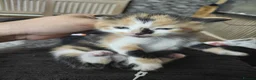 Mixed Breed cats for sale: Tortoiseshell Kittens  - Advert 4