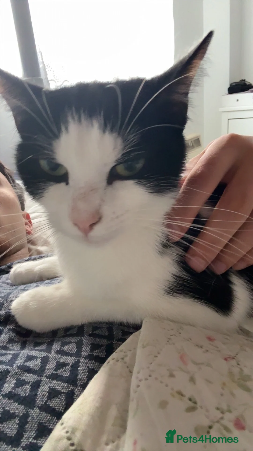 Mixed Breed cats for sale: Female Tuxedo Cat  in London - Advert 1