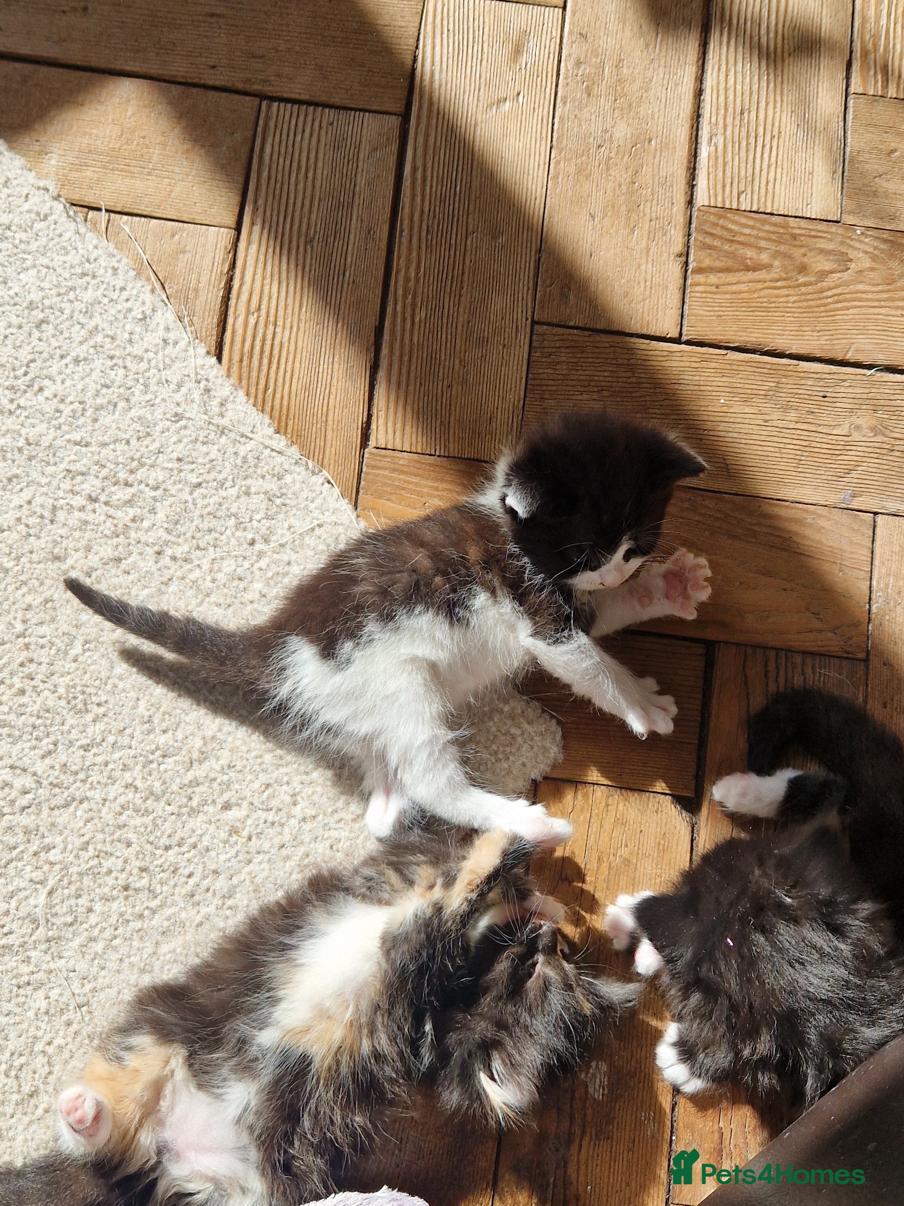 Mixed Breed cats for sale: 4 kitten  - Advert 15