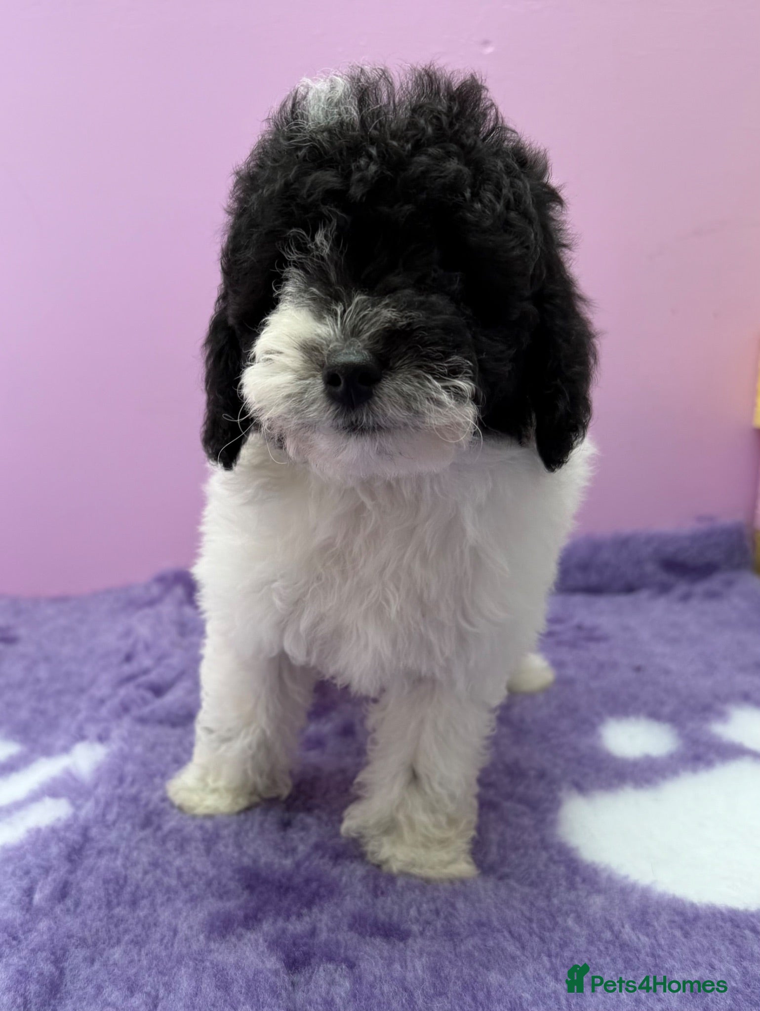 Cavapoo dogs Cavapoo puppies 🐶 READY NOW - Advert 1