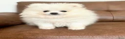 Pomeranian dogs for sale: White Pomeranian Males - Advert 4