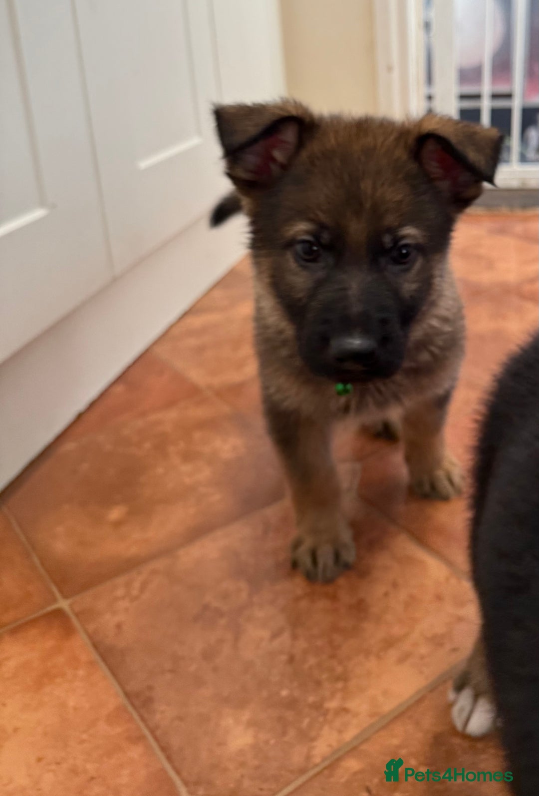 German Shepherd dogs for sale: KC Registered & Bred From Health Tested Parents  - Advert 16