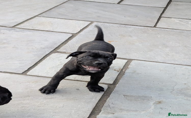 Staffordshire Bull Terrier dogs - Advert 14