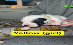 Mixed Breed dogs for sale: Dalmatian/Labrador cross staffy  - Image 4