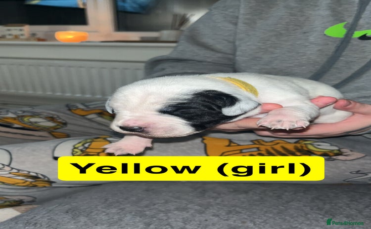 Mixed Breed dogs - Advert 5