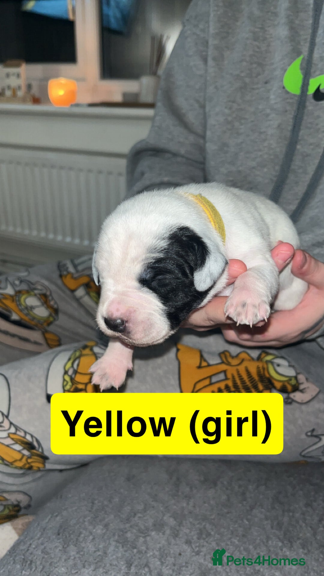 Mixed Breed dogs for sale: Dalmatian/Labrador cross staffy  - Image 4