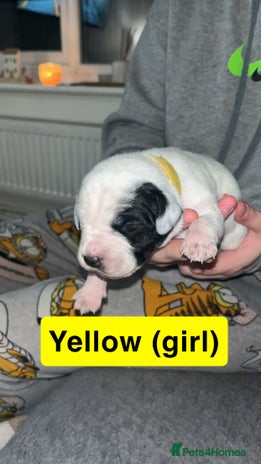 Mixed Breed dogs - Advert 5