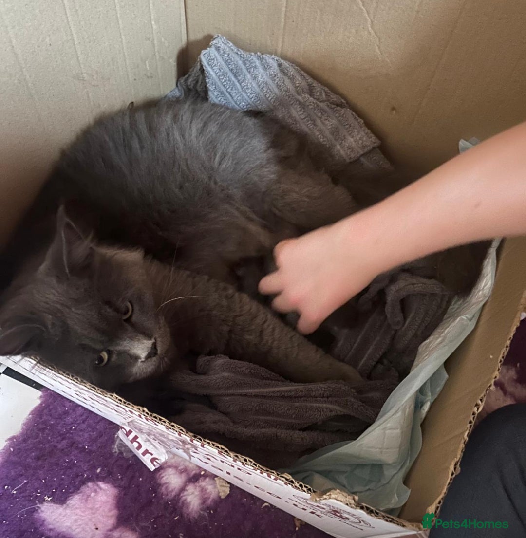 Maine Coon cats for sale: A lovely mc fluffy big solid blue boy - Advert 11