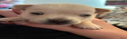 Chihuahua dogs for sale: Chihuahua puppies  in Sheerness - Advert 4