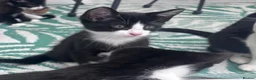 Mixed Breed cats for sale: Gorgeous black and white kittens 🐾  - Advert 4