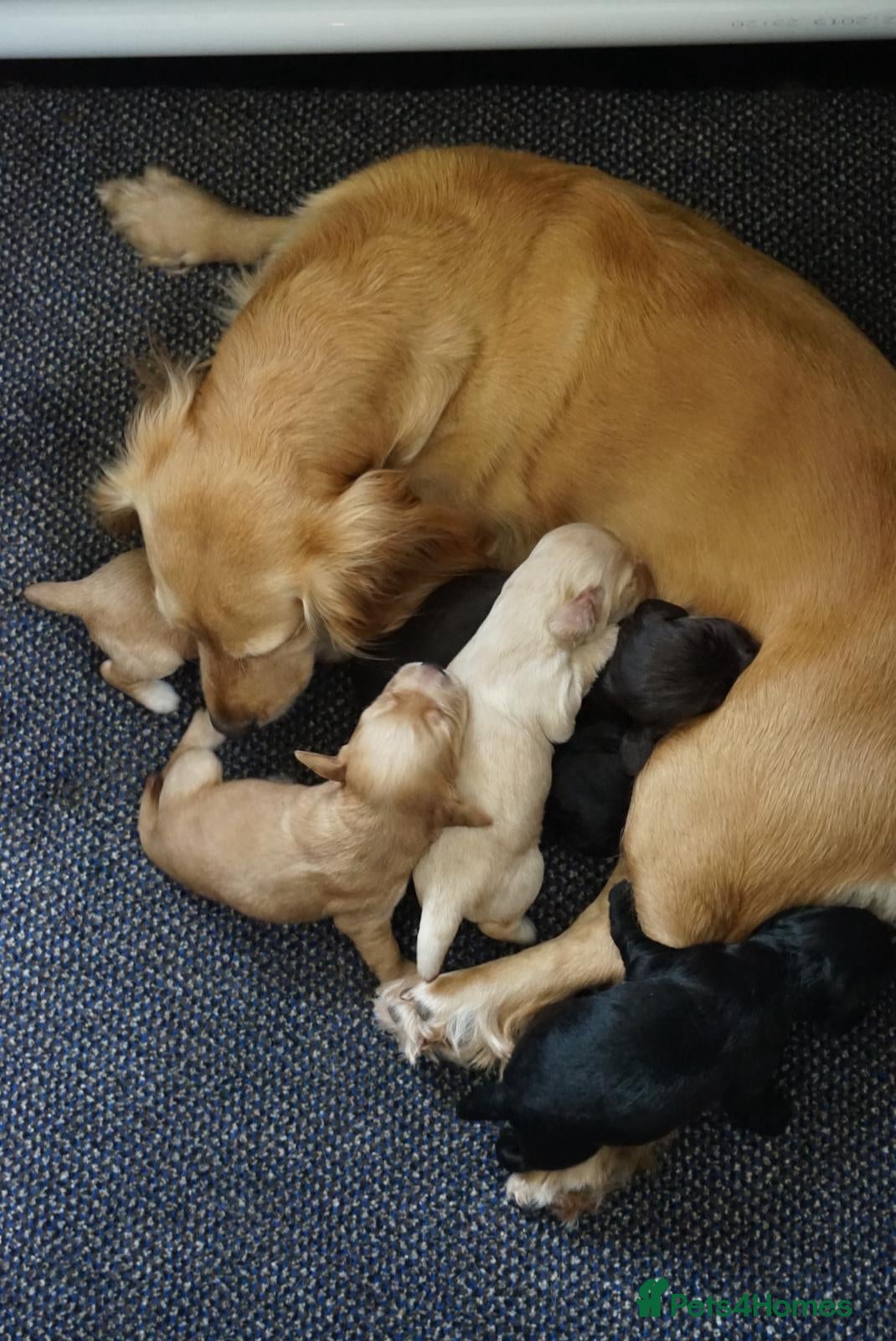 Cocker Spaniel dogs for sale: Cocker Spaniel puppies in Diss - Advert 18