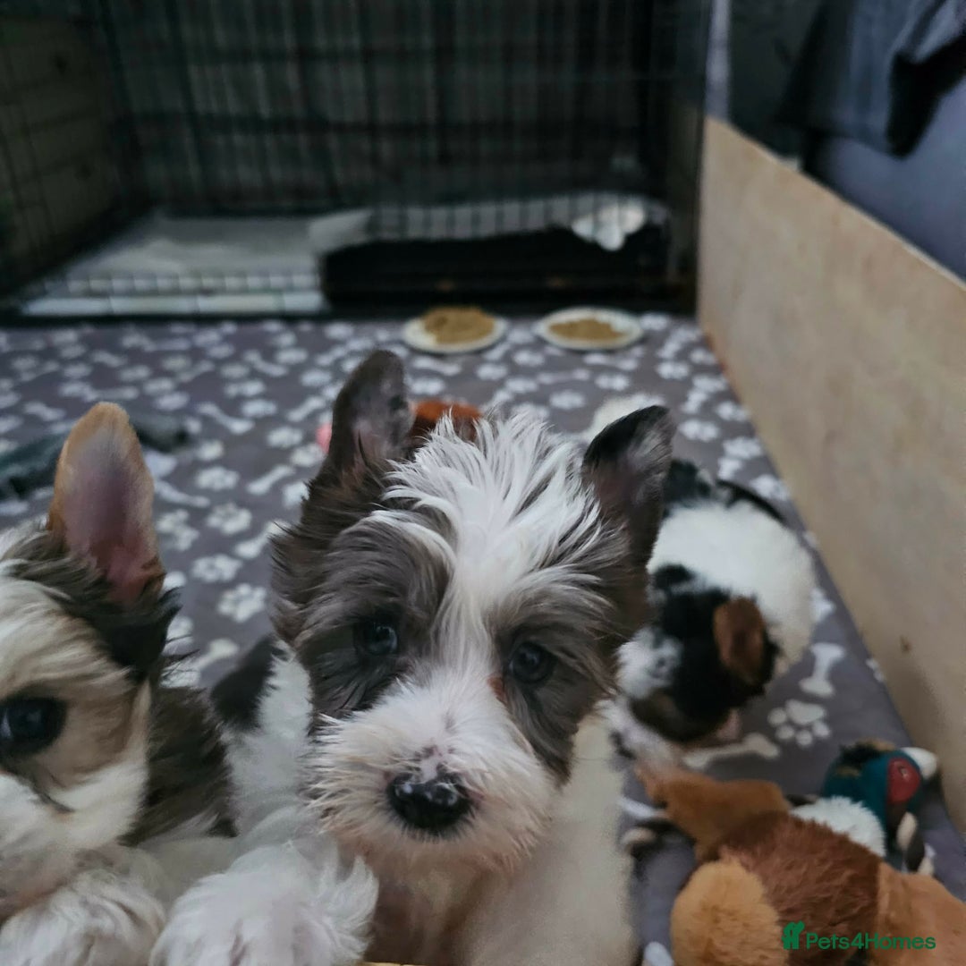 Yorkshire Terrier dogs for sale: 4 Adorable Yorkshire terrier pups  - Advert 8