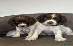 English Springer Spaniel dogs for sale: Kc springer puppies  - Image 2