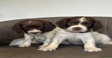 English Springer Spaniel dogs - Advert 1