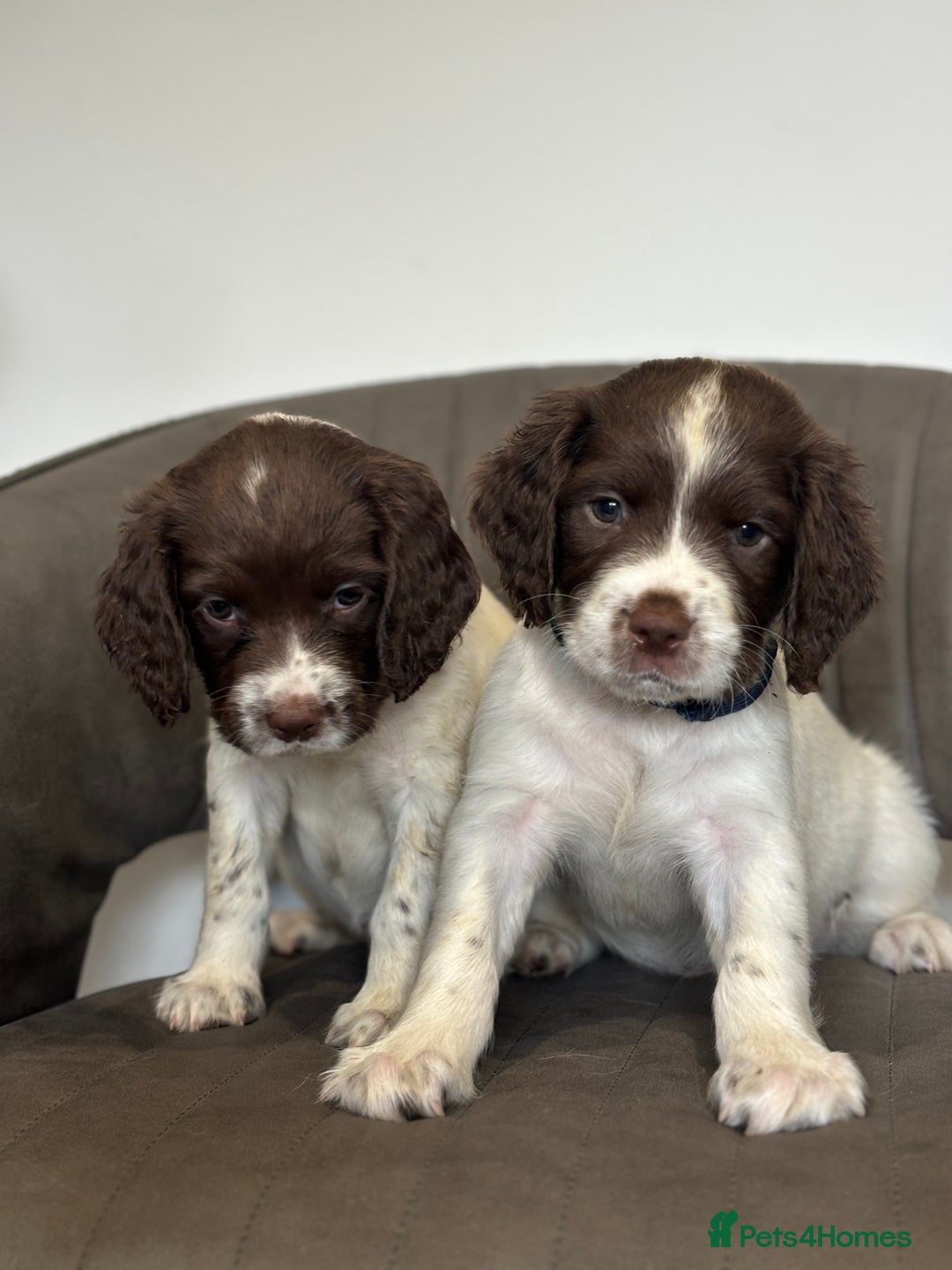 English Springer Spaniel dogs for sale: Kc springer puppies  - Image 2