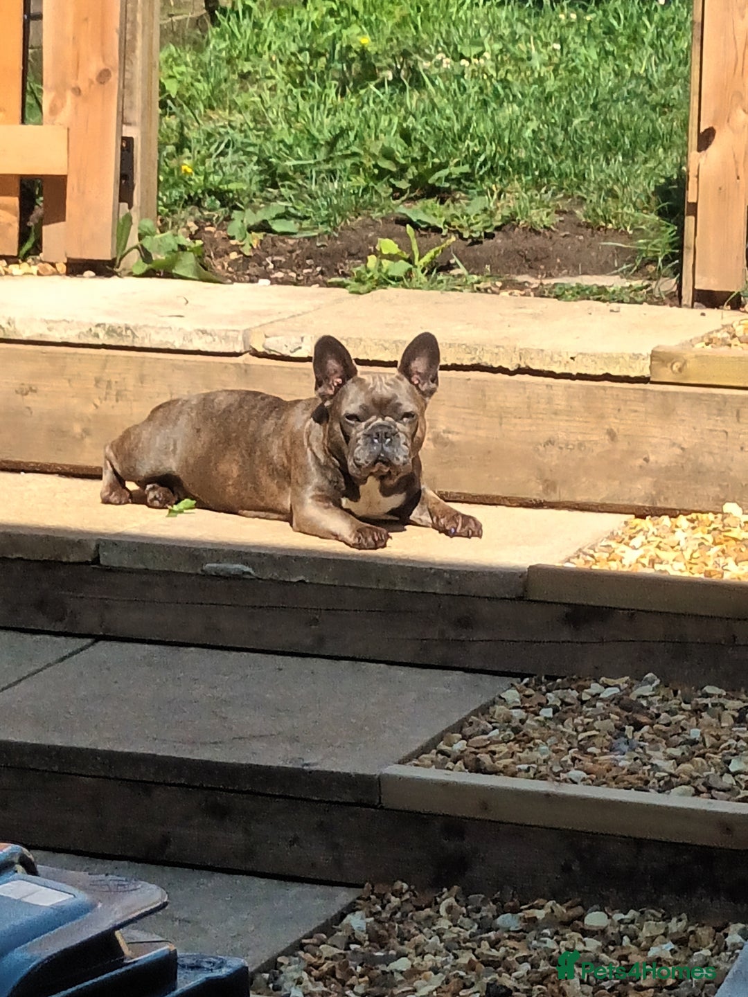 French Bulldog dogs for sale: Blue fawn female french bulldog - Image 2