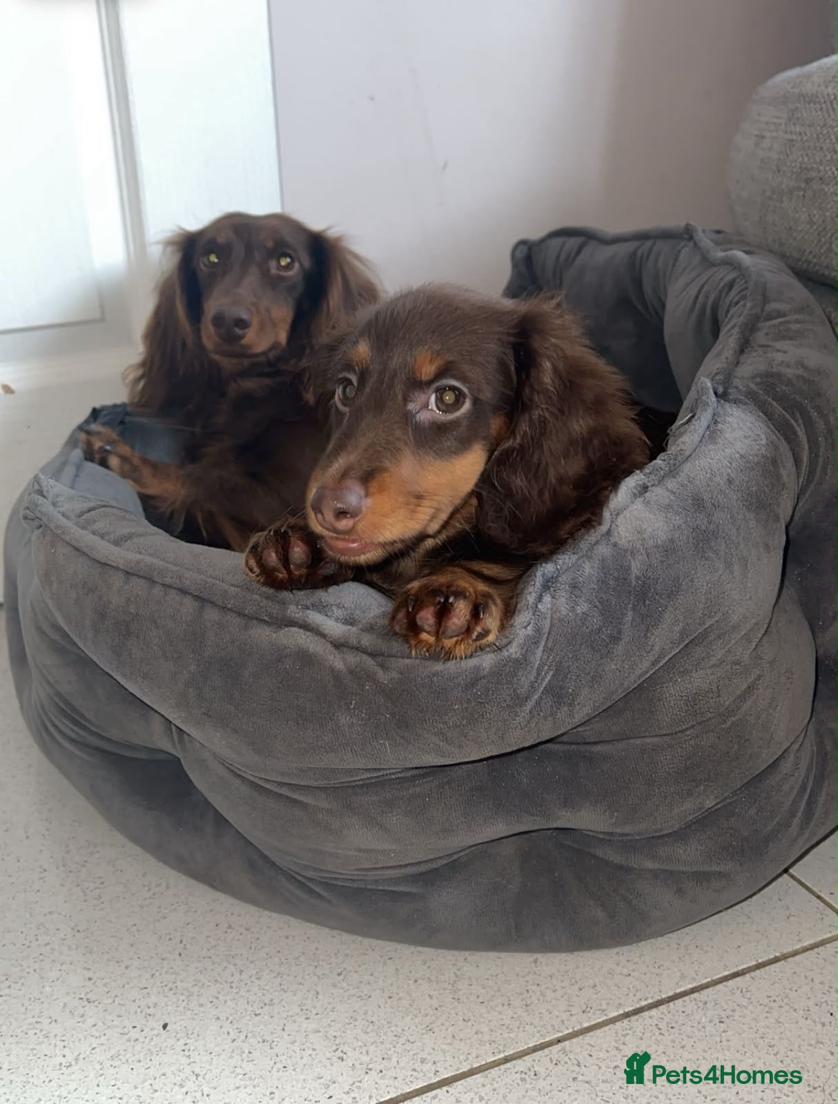 Miniature Dachshund dogs 5 Minature long haired Daxis  Looking for love  - Advert 2