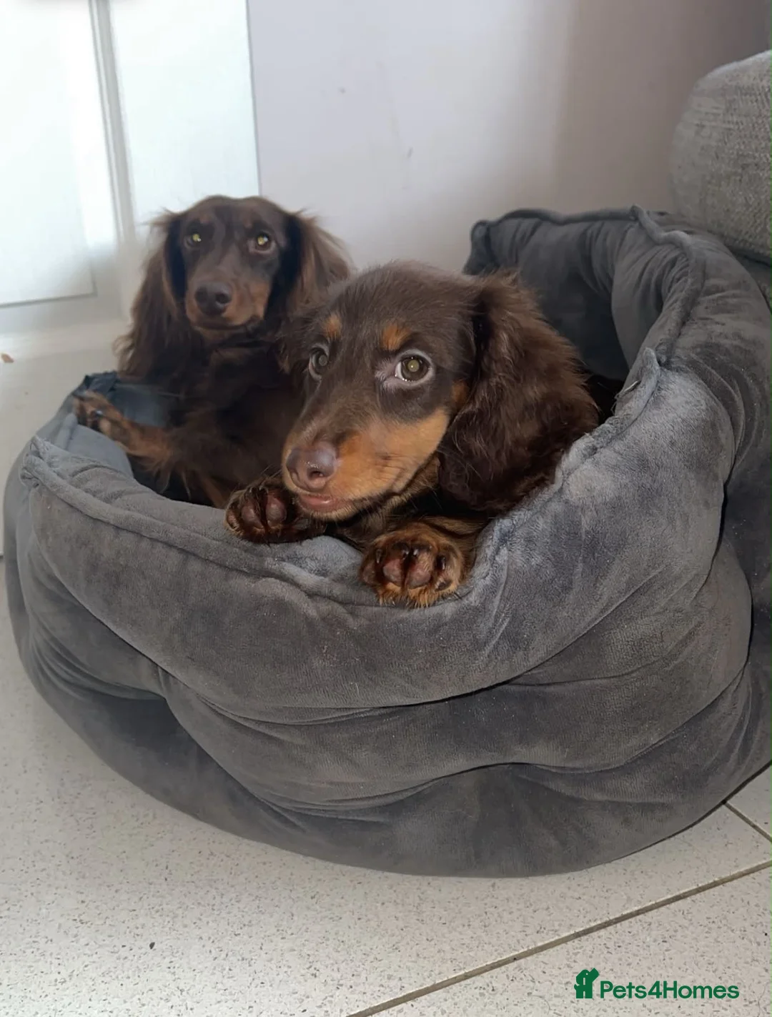 Miniature Dachshund dogs for sale: 5 Minature long haired Daxis  Looking for love  in Rugby - Advert 2