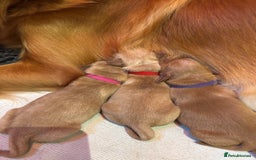 Golden Retriever dogs for sale: Working Golden Retriever pups - 1 BITCH REMAINING - Image 6