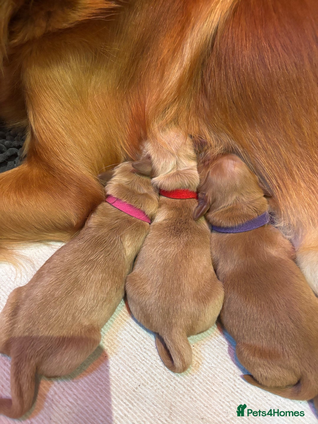 Golden Retriever dogs for sale: Working Golden Retriever pups - 1 BITCH REMAINING - Image 6