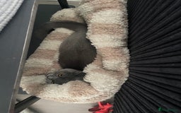 British Shorthair cats for sale: Stormi - Image 3