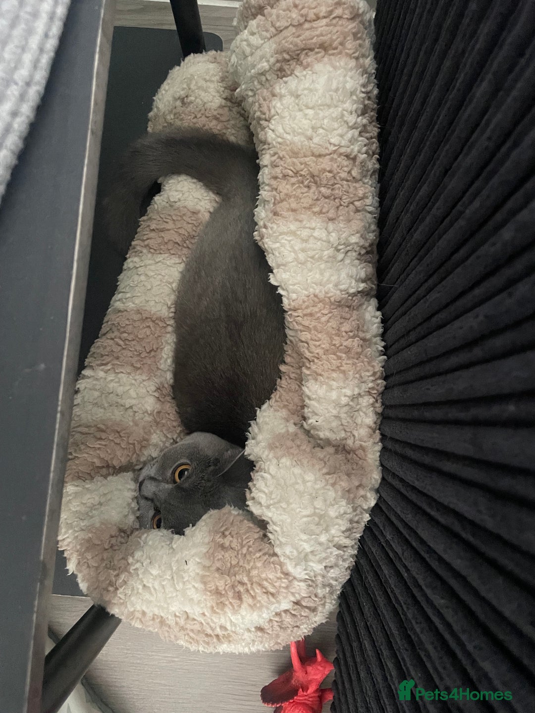 British Shorthair cats for sale: Stormi - Image 3