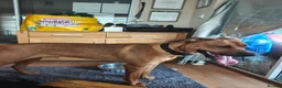 Mixed Breed dogs for sale: Kobie - doberman  ** tiff  in Bargoed - Advert 11