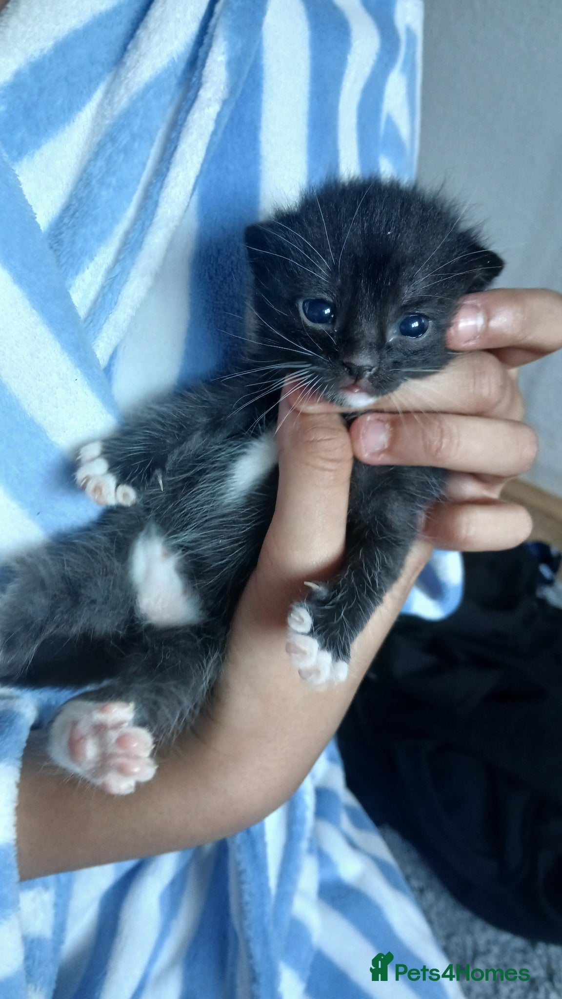 Mixed Breed cats for sale: 3 kittens available  in Wirral - Advert 3