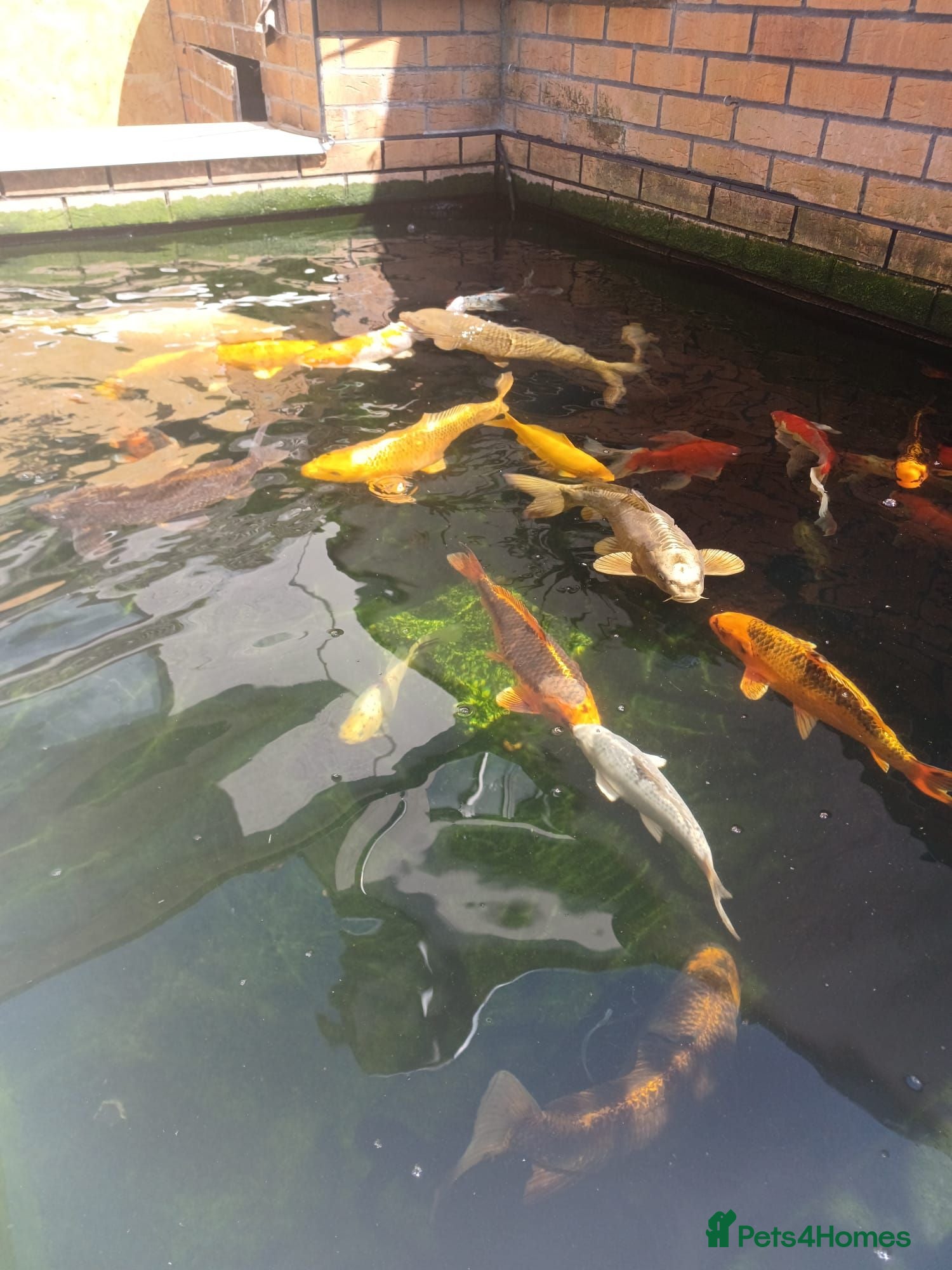 Koi Carp fish Koi Carp - Several varieties  - Advert 1