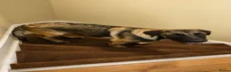 Mixed Breed dogs for sale: Beautiful boy is looking for his forever home - Advert 1