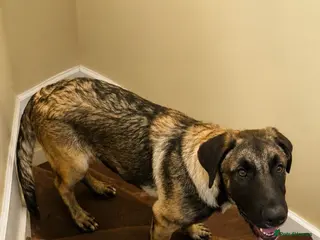 Mixed Breed dogs Beautiful boy is looking for his forever home - Advert 3