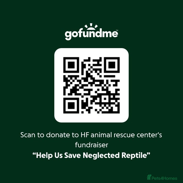 Bearded Dragon reptiles 🚨 Emergency Appeal – We Need Your Help - Advert 2