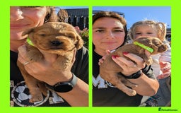 Cockapoo dogs for sale: 3 x Beautiful Red Cockerpoo Pups For Sale - Image 9