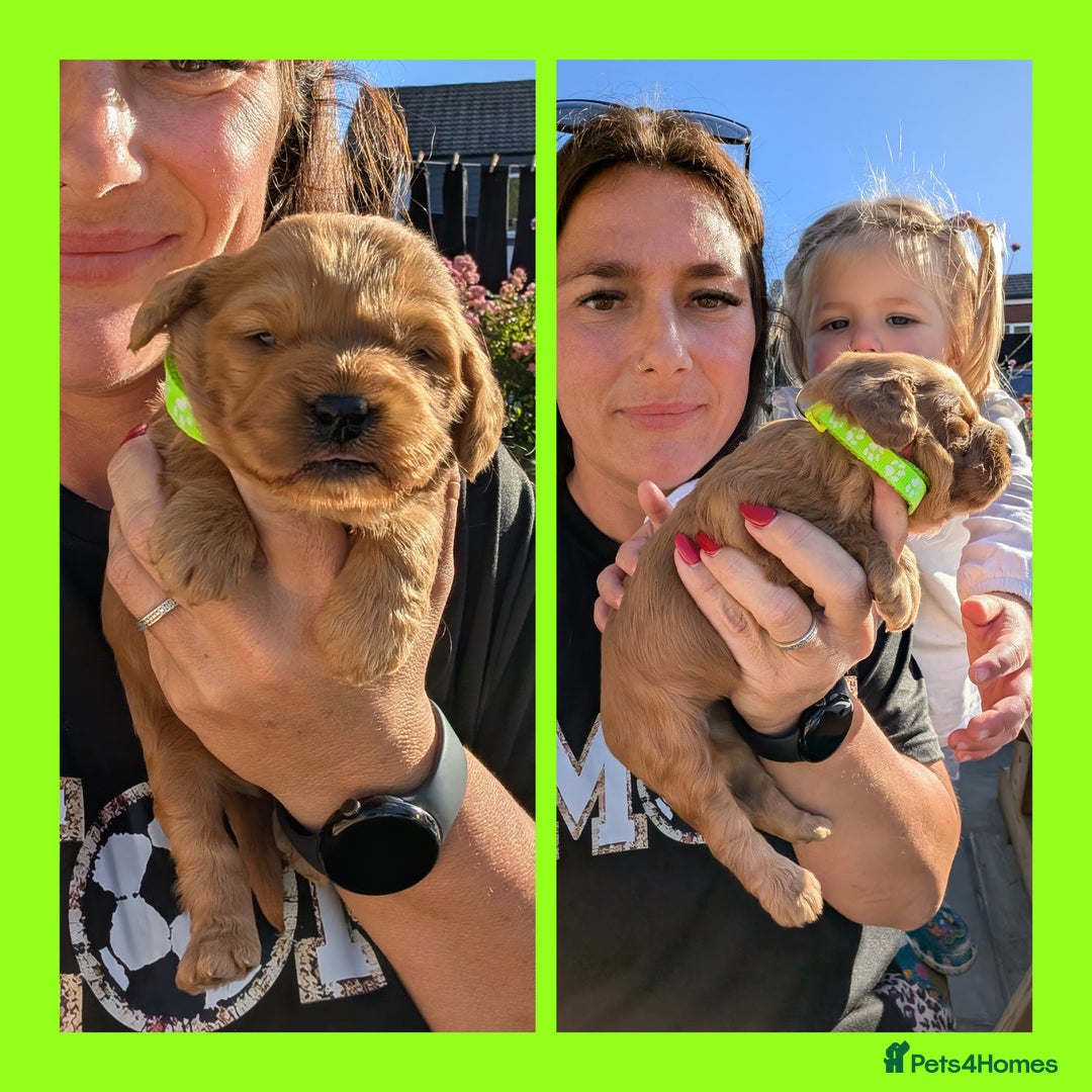 Cockapoo dogs for sale: 3 x Beautiful Red Cockerpoo Pups For Sale - Image 9