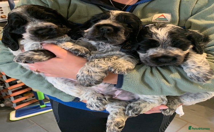 Cocker Spaniel dogs - Advert 3