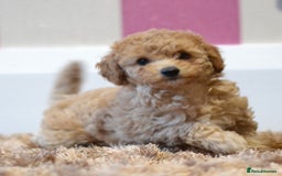 Miniature Poodle dogs for sale: Miniature Poodle Puppies from DNA tested Parents - Image 6